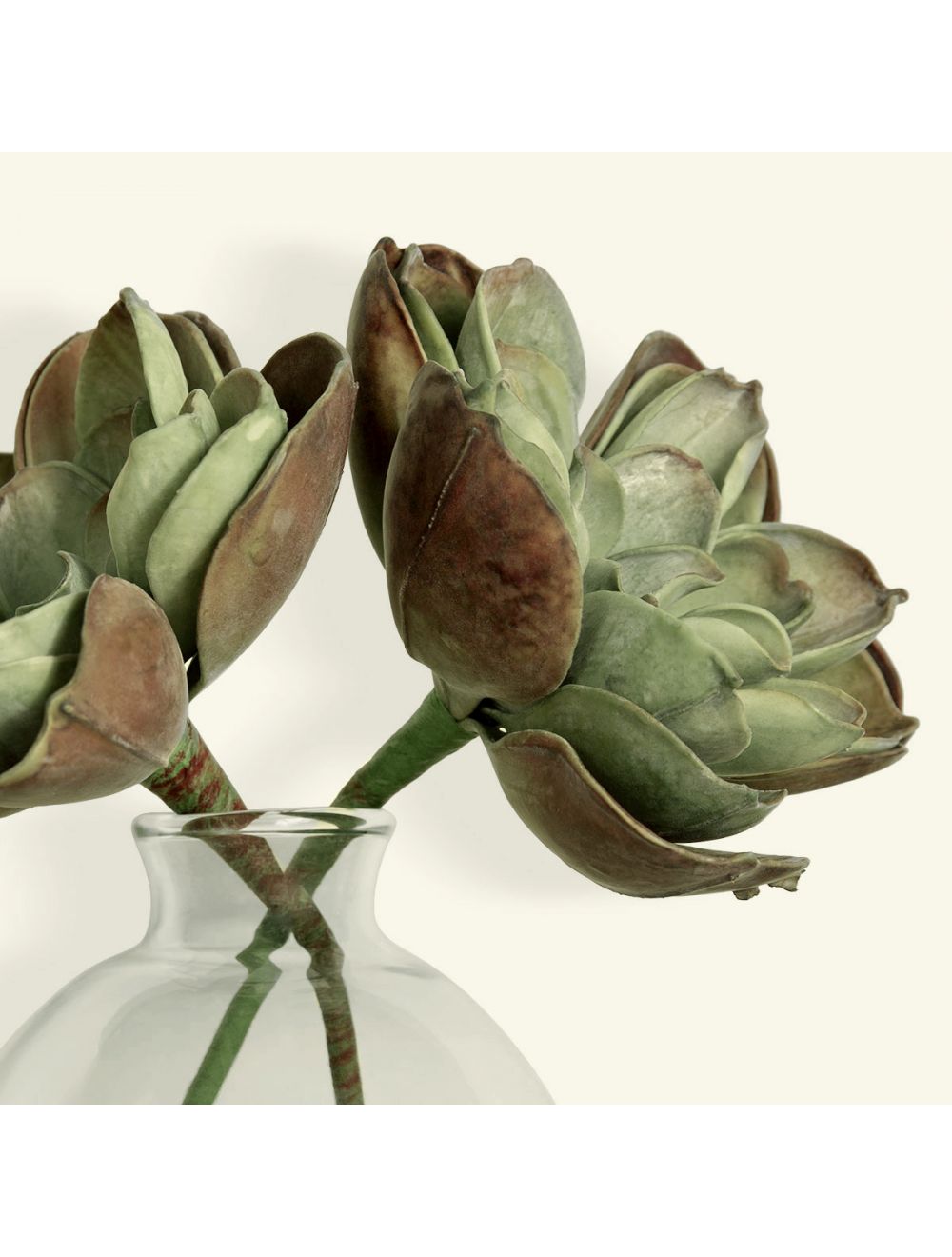 Rose Succulent